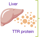 Liver and TTR protein.