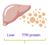 Liver and TTR protein.