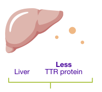 Liver and less TTR protein.